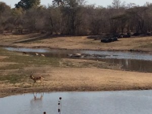 Vattenhål med flodhästar, bufflar och antiloper