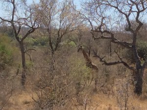 Giraffen lurar i busken