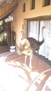 En nandu som vaktar receptionen