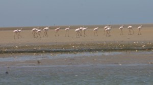 Flamingos på Pansy Island