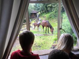 Hästar inpå knuten i Semonkong
