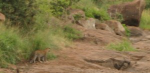 Och där var leoparden...