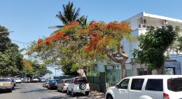 Akacian utanför vårt hus står i blom