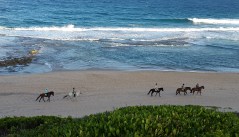 Strandritt. Stella längst bak.