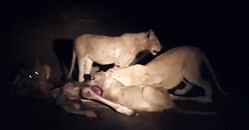 Lejonmiddag på en giraffunge