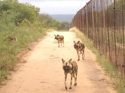 Vildhundar på HESC, Hoedspruit Endangered Species Center