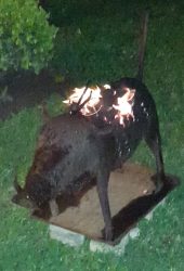 Vår valborgsmässoeld: ett vårtsvin i gjutjärn vars innandöme kan fyllas med ved