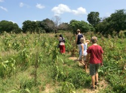På vandring till Salomés machamba