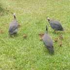 Kalabalik i hönsgården